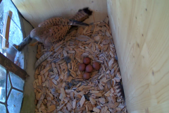 vlcsnap-2020-05-18-21h54m06s471