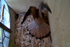 vlcsnap-2020-05-20-14h23m23s968